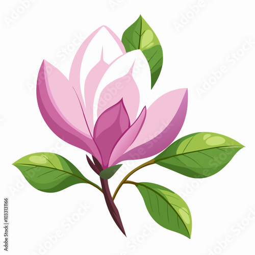 Magnolia vector illustration 