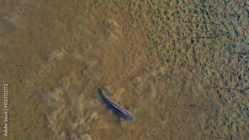 Top down drone shot above a Grass carp (Ctenopharyngodon idella) in shallow water photo