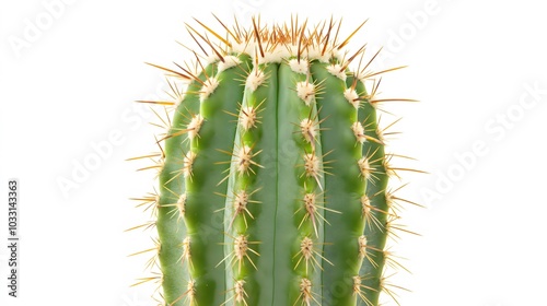 green cactus on white background. 