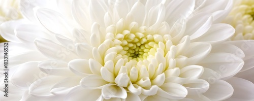 A close-up shot of a white chrysanthemum with subtle yellow accents, emphasizing texture