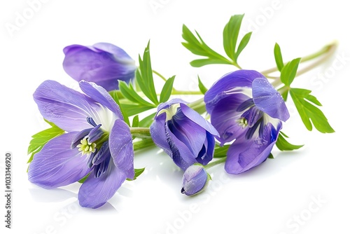 Christmas aconite Flower isolated on white background.