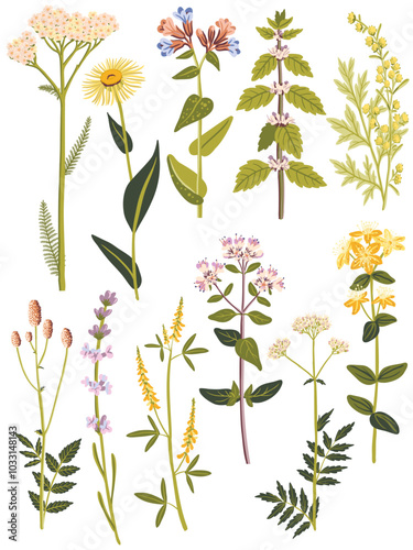 field flowers, vector drawing wild flowering plants at white background, medicinal herbs, hand drawn botanical illustration