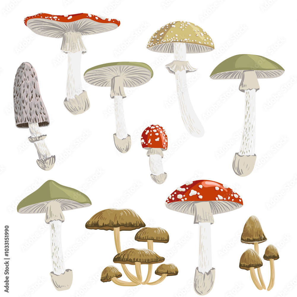 vector drawing poisonus mushrooms, death cap, false blusher, fly agaric, lawyer's wig and glistening inky cap , hand drawn botanical illustration