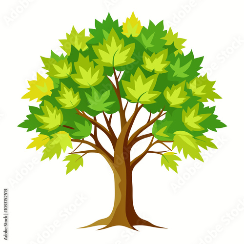 American sycamore
Plant on a white background