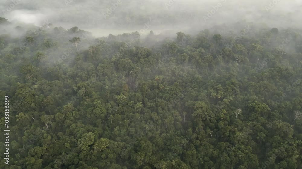 Aerial view of the Amazon rivers of the Peruvian jungle, a drone view of the Amazon rainforest surrounded by water Aerial view of the Amazon rivers of the Peruvian jungle, a drone view of the Amazon rainforest surrounded by water