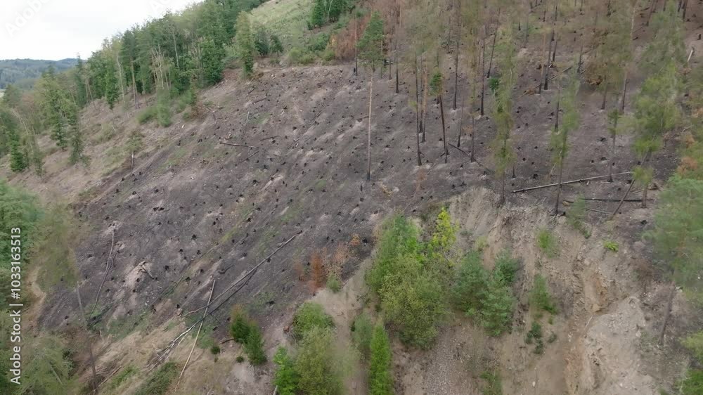 Aerial view of a burned forest with charred hillsides and felled trees. The stark landscape reveals the devastating aftermath of a wildfire, showcasing the destruction and impact on nature. Aerial view of a burned forest with charred hillsides and felled trees. The stark landscape reveals the devastating aftermath of a wildfire, showcasing the destruction and impact on nature.