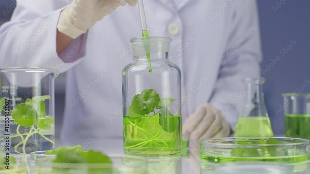 Close up front view footage, scientist drop green essence from pipette into glass bottle placed on white lab table, next to some experiments instruments contain green liquid and fresh pennywort