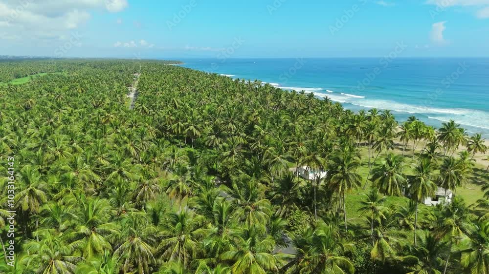 Highway in the middle of a coconut grove on the edge of La Entrada beach in Cabrera, Trinidad Sanchez Province, Dominican Republic Highway in the middle of a coconut grove on the edge of La Entrada beach in Cabrera, Trinidad Sanchez Province, Dominican Republic