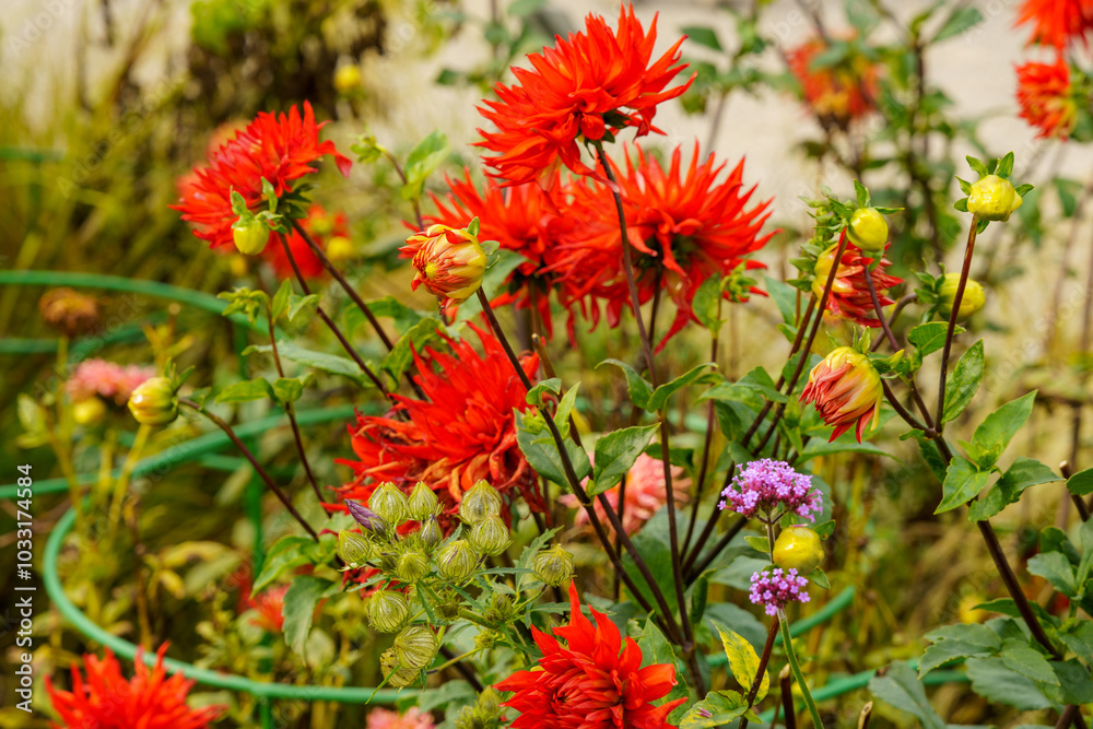 A field with the bright red flowers of the decorative dahlia variety A field with the bright red flowers of the decorative dahlia variety