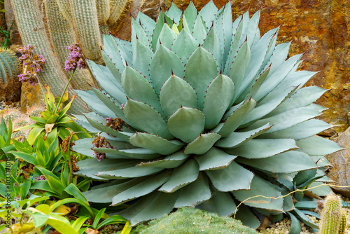 Photos A beautiful specimen of Agave parryi var