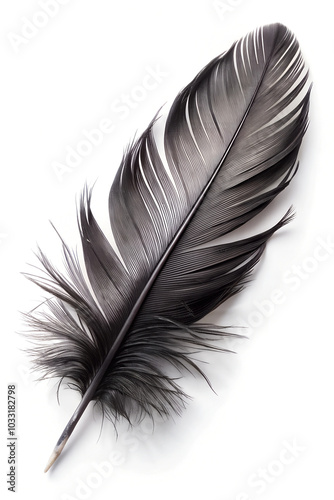 Black Feather Isolated on White Background. A single black feather with detailed texture isolated on a white background.
