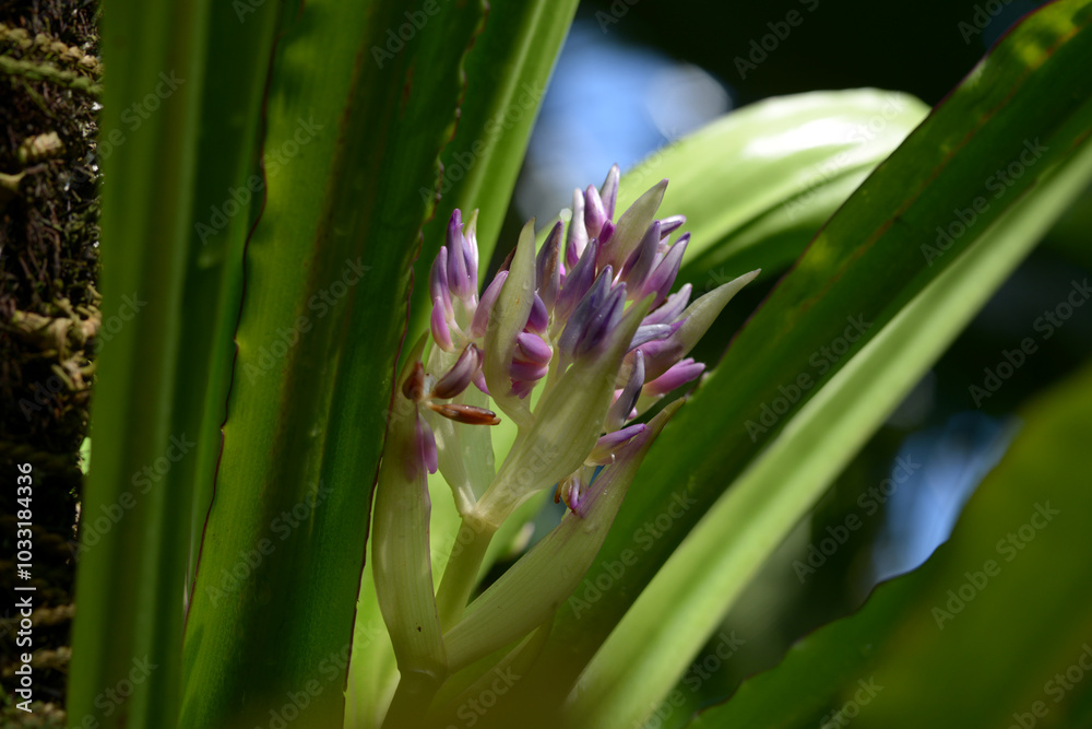 Obraz premium ヘゴ