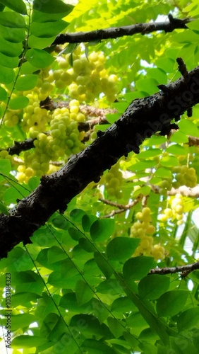 Ceremai in the branches photo