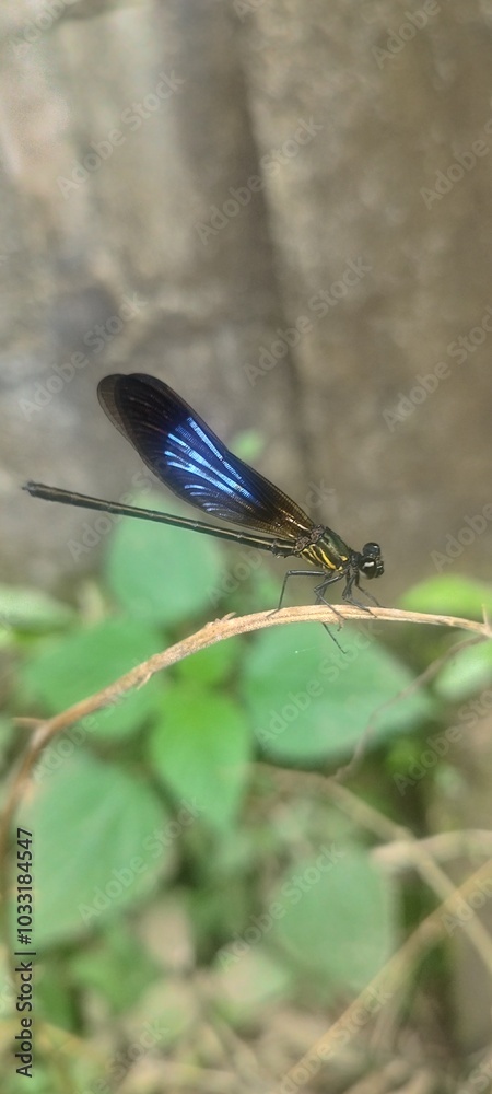 dragonfly on a branch dragonfly on a branch