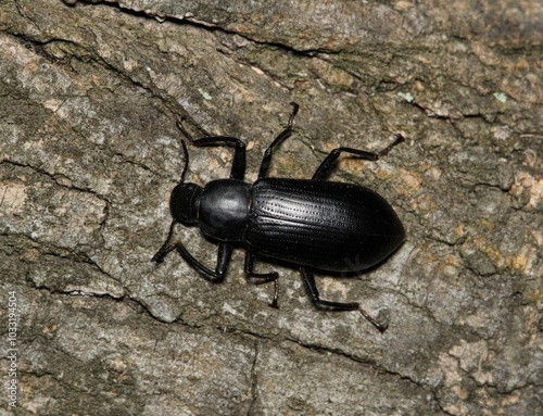 False mealworm beetle Alobates pensylvanicus insect nature tree bark pest control. photo