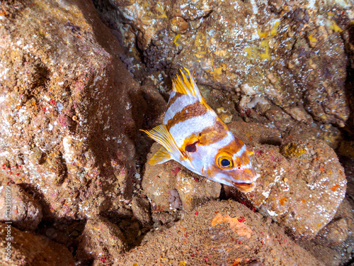 美しいタカノハダイ（タカノハダイ科）他。
英名、学名：Flag Fish (Cheilodactylus zonatus)
静岡県伊豆半島南伊豆町中木ヒリゾ浜-2024年
 photo