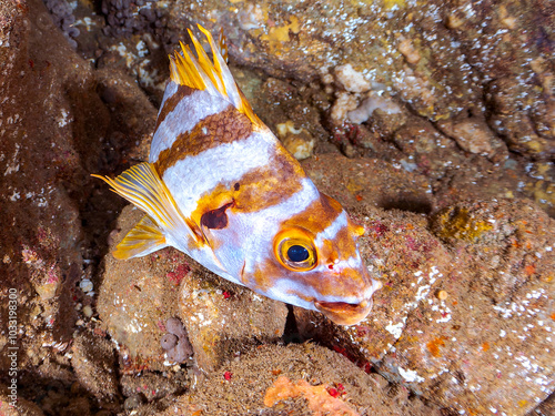 美しいタカノハダイ（タカノハダイ科）他。
英名、学名：Flag Fish (Cheilodactylus zonatus)
静岡県伊豆半島南伊豆町中木ヒリゾ浜-2024年
 photo