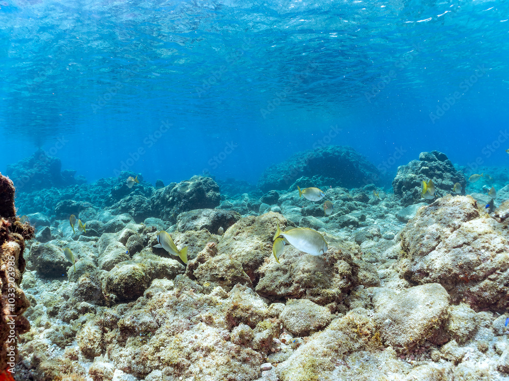 Fototapeta premium 美しく大きなアイゴ（アイゴ科）他の群れ。 英名、学名：Rabbitfish (Siganus fuscescens) 静岡県伊豆半島賀茂郡南伊豆町中木ヒリゾ浜-2024年 