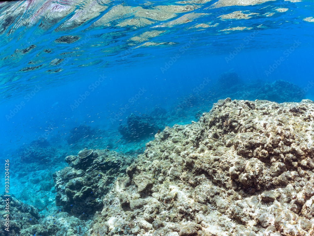 Fototapeta premium 美しいキビナゴ（ニシン科）他の大群。 英名、学名：Silver-Stripe Round Herrings (Spratelloides gracilis) 静岡県伊豆半島賀茂郡南伊豆町中木ヒリゾ浜-2024年 