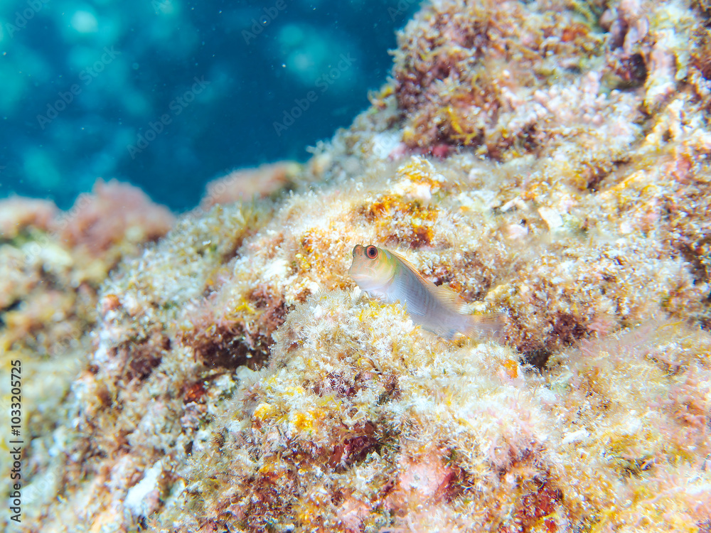 美しいサンゴと可愛いミノカエルウオ(イソギンポ科)の幼魚他。
英名、学名:Barred Blenny (Cirripectes polyzona)
静岡県伊豆半島賀茂郡南伊豆町中木ヒリゾ浜-2024年
美しいサンゴと可愛いミノカエルウオ(イソギンポ科)の幼魚他。
英名、学名:Barred Blenny (Cirripectes polyzona)
静岡県伊豆半島賀茂郡南伊豆町中木ヒリゾ浜-2024年