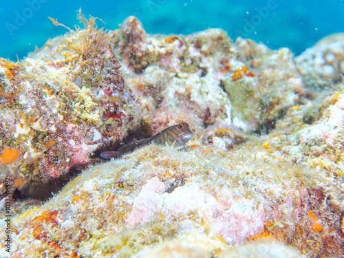 美しいテーブルサンゴと可愛いタテガミカエルウオ（イソギンポ科）の幼魚他。
英名、学名：Chestnut eyelash-blenny (Cirripectes castaneus) 
静岡県伊豆半島賀茂郡南伊豆町中木ヒリゾ浜-2024年
 photo