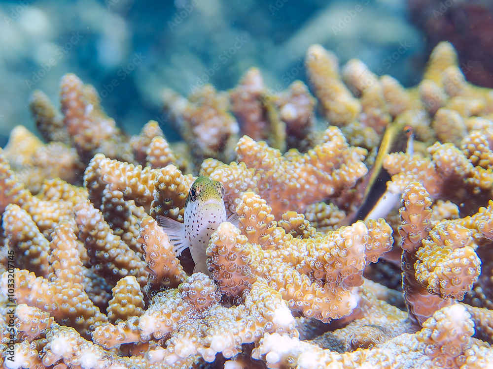 Fototapeta premium 美しいテーブルサンゴとホシゴンベ（ゴンベ科）の幼魚。 英名、学名：Blackside hawkfish (Paracirrhites forsteri) 静岡県伊豆半島賀茂郡南伊豆町中木ヒリゾ浜-2024年 