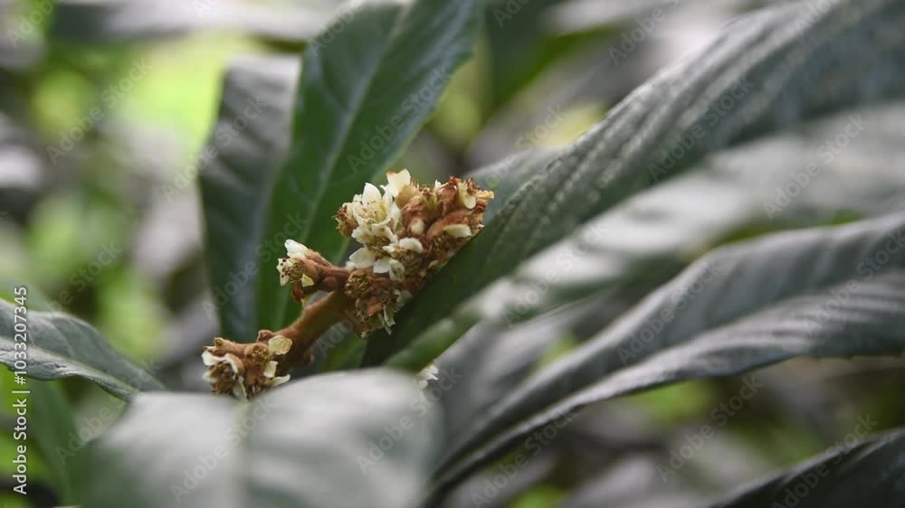 close-up shot of small white delicate flowers of loquat tree grown for sweet fruits, soft focus taken in slow motion 60fps close-up shot of small white delicate flowers of loquat tree grown for sweet fruits, soft focus taken in slow motion 60fps