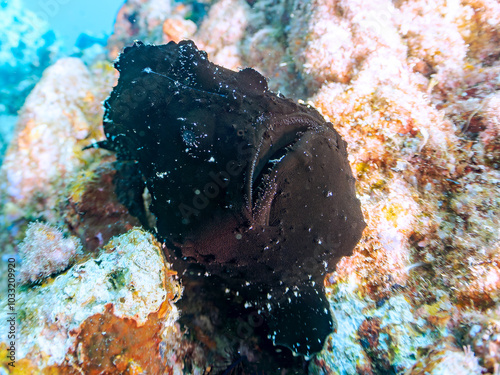 エスカ（触手）を振って魚を呼び寄せて狩る、巨大なオオモンカエルアンコウ（カエルアンコウ科）。
英名、学名：Giant Frogfish, Antennarius commersoni
自分よりも大きな獲物でも、１０倍に広がる大きな口で丸呑みにする。
その速度は0.0001秒。生物界最速のハンターである。

静岡県伊豆半島賀茂郡南伊豆町中木ヒリゾ浜-2024年
 photo