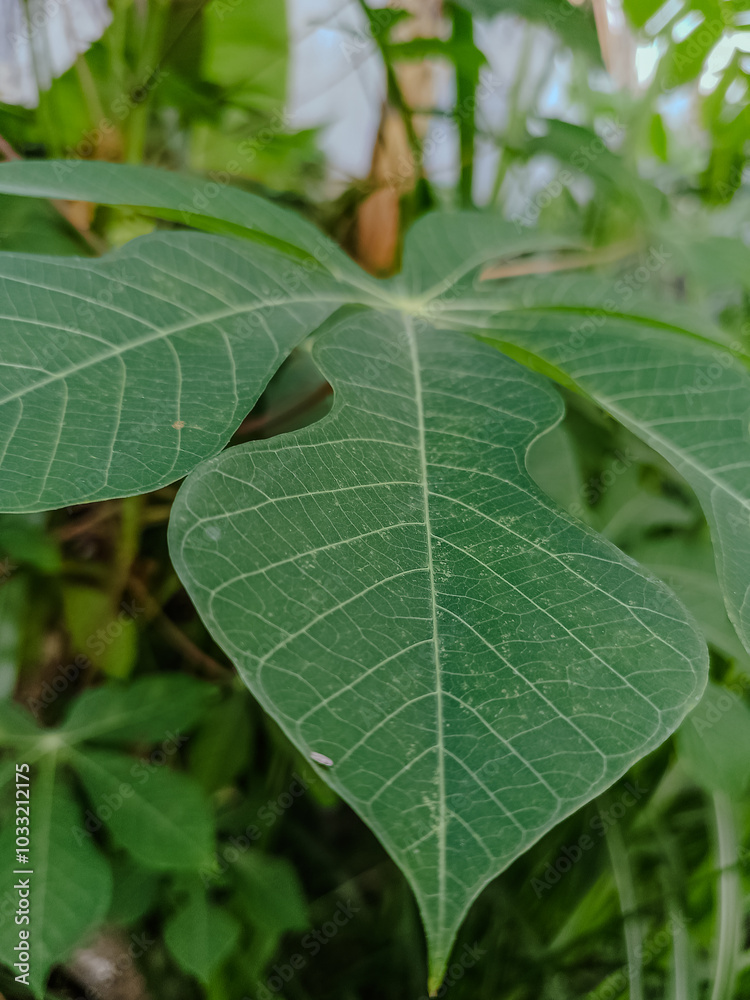 Nature leaves, green tropical forest. Nature leaves, green tropical forest.