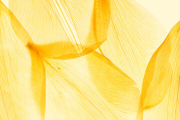 Nature pattern of dry petals, transparent leaves with natural texture as natural background Macro texture, skeleton flower petal. Monochrome yellow color aesthetic beauty of nature