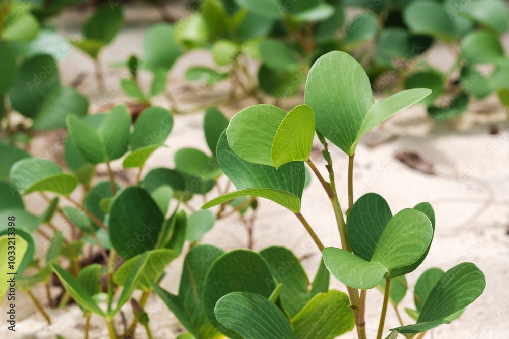 Green Ipomoea pes-caprae leaf plant creeping on sand beach Green Ipomoea pes-caprae leaf plant creeping on sand beach