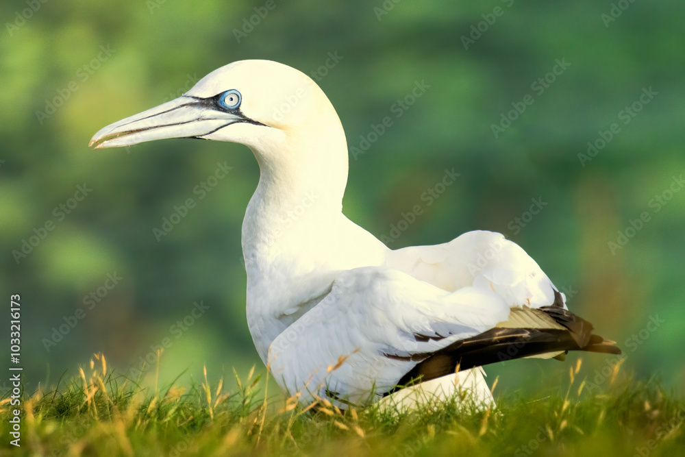 Fototapeta premium Northern Gannet on breeding rocks of Bempton cliffs, UK