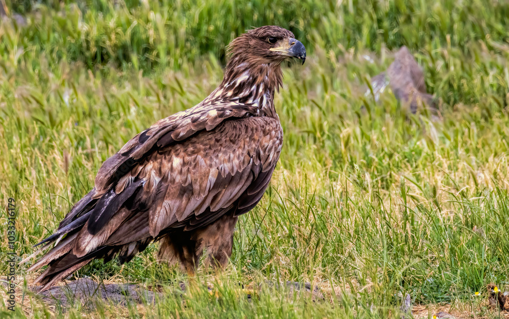 White-tailed Sea eagle sitting on feeding station White-tailed Sea eagle sitting on feeding station