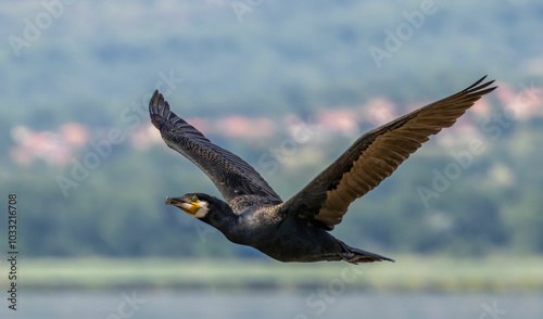 Tableau sur toile Great Cormorant (Phalacrocorax carbo) in natural habitat