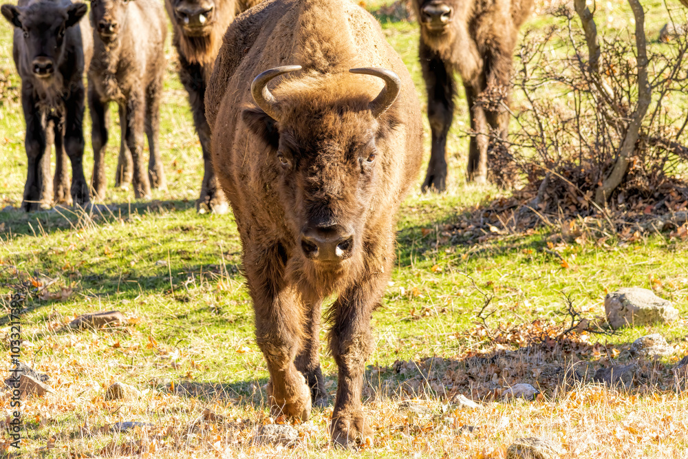 European Bison reintroduced on the Balkans European Bison reintroduced on the Balkans