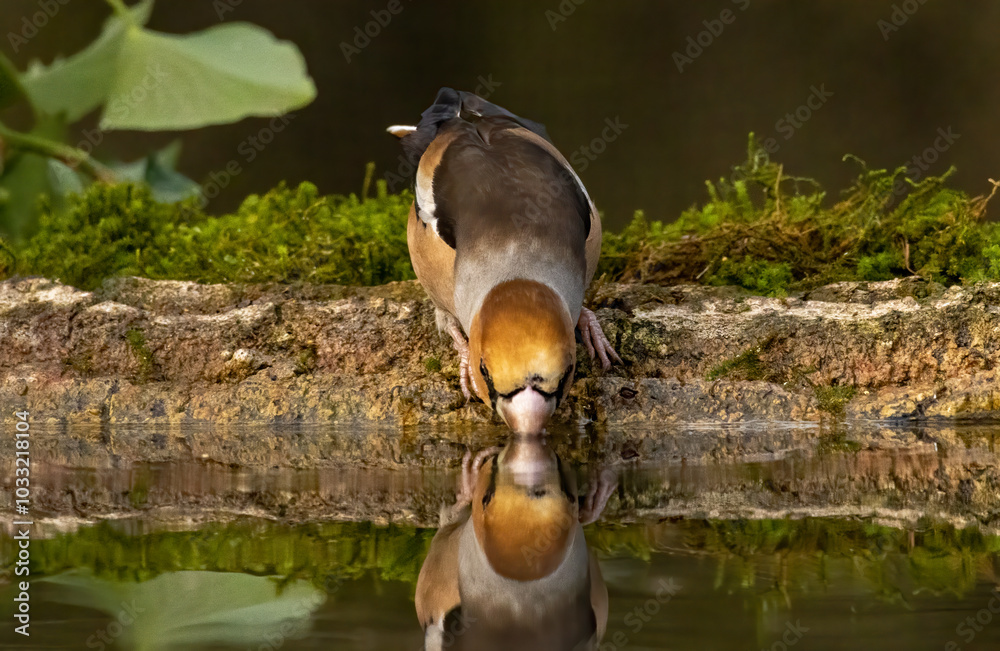 Adult Hawfinch sitting on the edge of water Adult Hawfinch sitting on the edge of water
