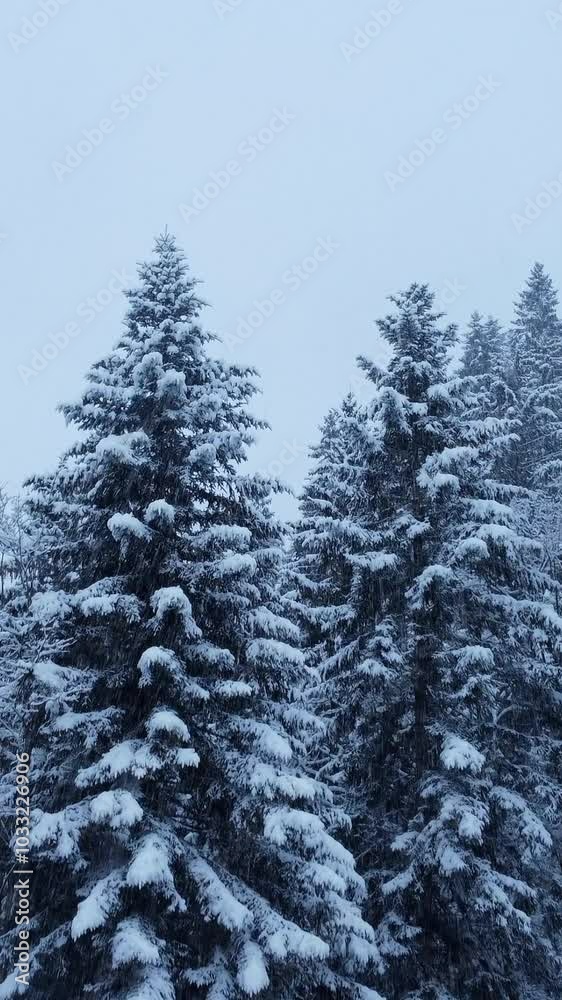 Snowy Evergreen Trees standing majestically in a serene Winter Landscape filled with beauty Snowy Evergreen Trees standing majestically in a serene Winter Landscape filled with beauty