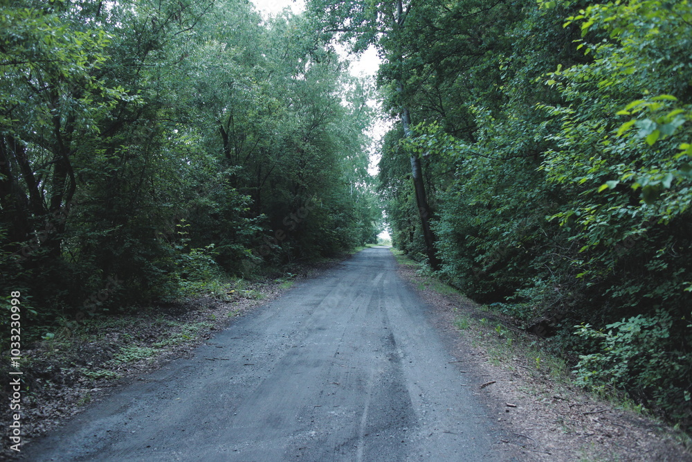 Obraz premium road in the forest