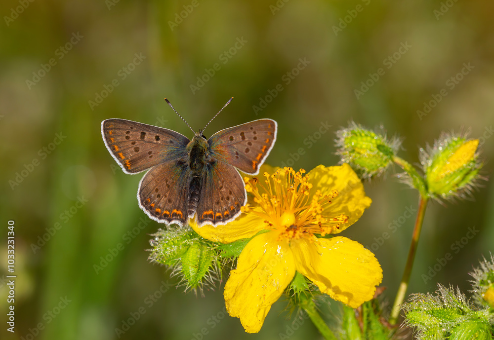 Fototapeta premium tiny white butterfly on yellow flower, Lycaena tityrus