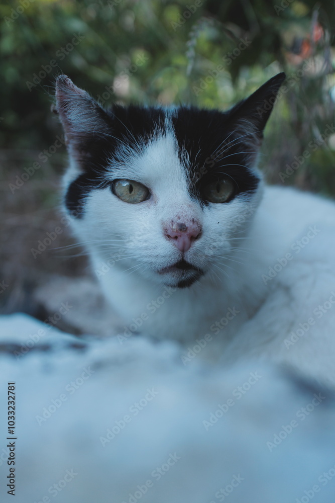 black and white cat black and white cat