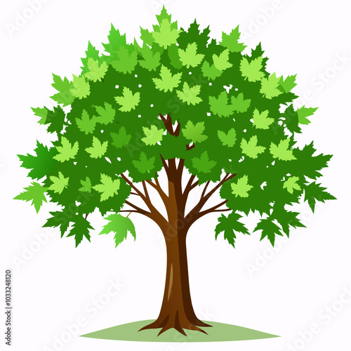 Sycamore maple 