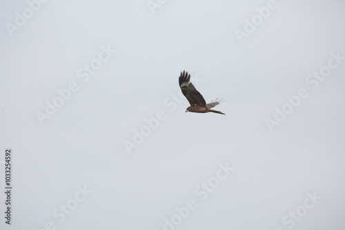Wild bird of prey in the sky