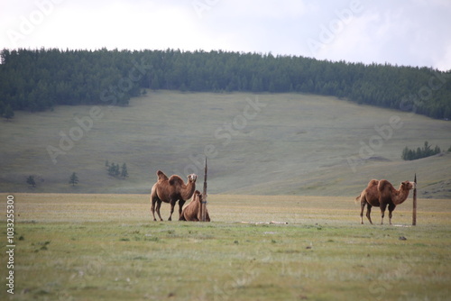 asia, mongolia, camel, landscape, traditional life village,