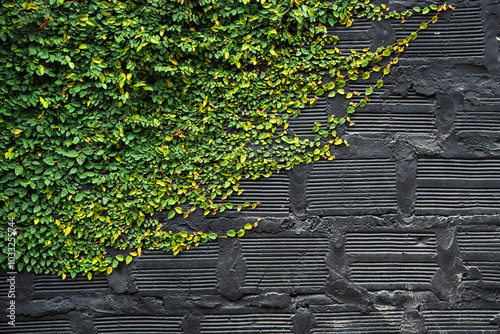 Black brick wall in the garden with tangled ivy. Vibrant ivy vines on a rustic wall embracing natural growth.Resource. photo