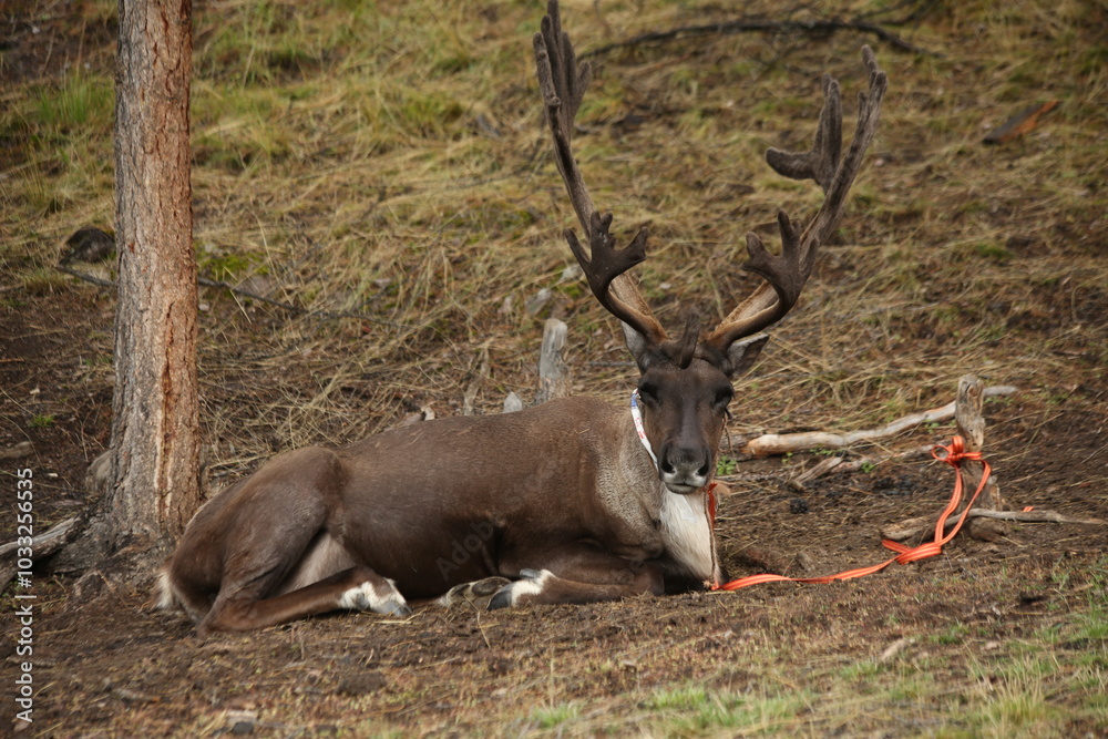 deer, reindeer, fawn, grand deer, antler, asia, russia, new year, christmas, tent wildlife, mongolia deer, reindeer, fawn, grand deer, antler, asia, russia, new year, christmas, tent wildlife, mongolia