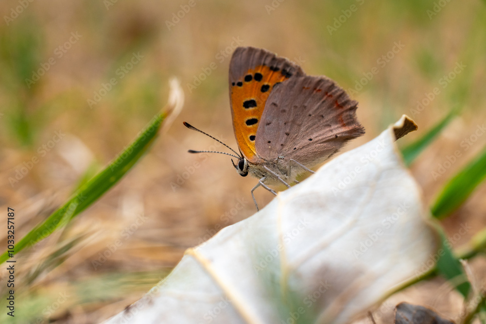 Obraz premium butterfly on a leaf