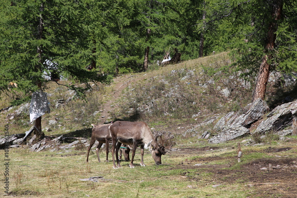 Naklejka premium deer, reindeer, fawn, grand deer, antler, asia, russia, new year, christmas, tent wildlife, mongolia