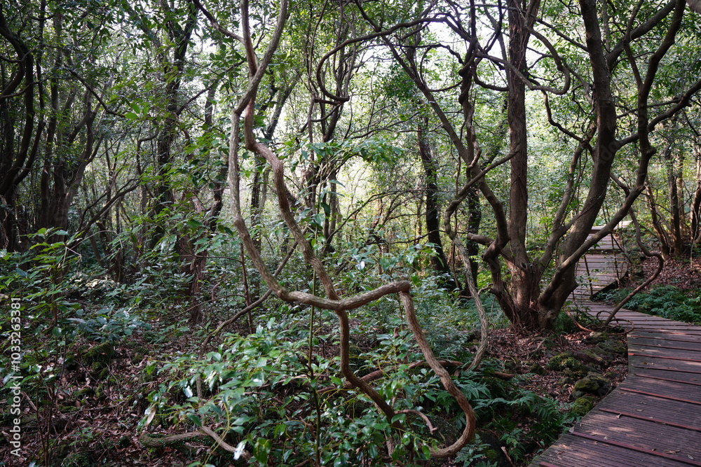 spring boardwalk through old trees and vines spring boardwalk through old trees and vines