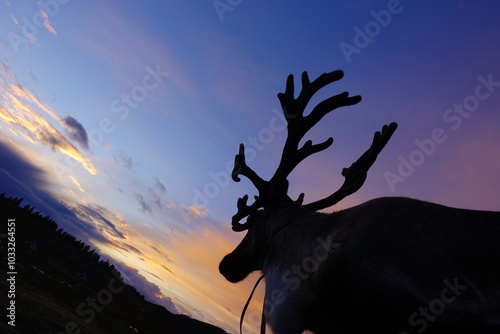 deer, reindeer, fawn, grand deer, horn, asia, russia, new year, christmas,