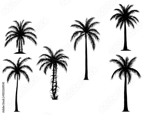 palm trees silhouette photo